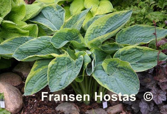 Hosta Frances Williams